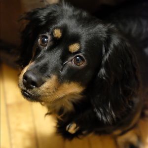 Meet your Posher, Charlie